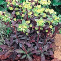 PURPUREA