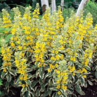 GOLDEN ALEXANDER
