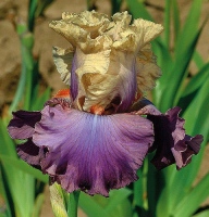ORATORIO