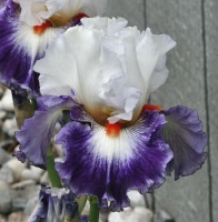 GYPSY LORD