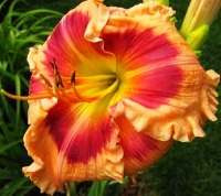FLAMBOYANT EYES