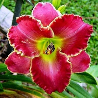 PAITING THE ROSE RED