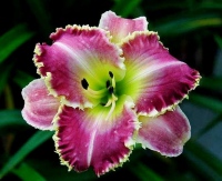 SPACECOAST SHARP TOOTH