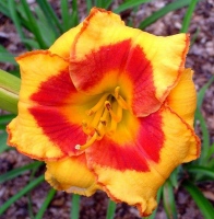 SPACECOAST SHELLCRACKER