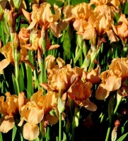 APRICOT DROPS