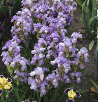 DANCING LILACS