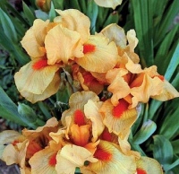 ORANGE CORDIAL