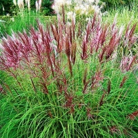 RED CHIEF