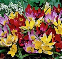 SMĚS MINIATURNÍCH TULIPÁNŮ