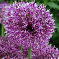 jesdianum EARLY EMPEROR