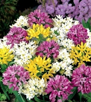 SMĚS SKALKOVÝCH ČESNEKŮ