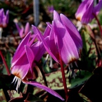 dens canis PURPLE KING