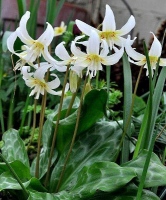 revolutum WHITE BEAUTY