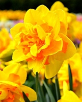 QUEEN´S DAY