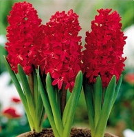 RED GLORY