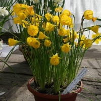 bulbocodium OXFORD GOLD