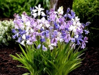 SMĚS SKALKOVÝCH LADONĚK