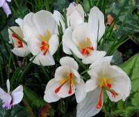 cartwrightianus albus