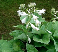 plantaginea GRANDIFLORA