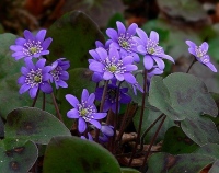 jaterník – podléška