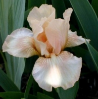 CHINA PEACH