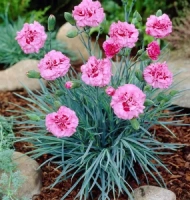 DOUBLE ROSE