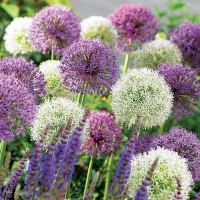 SMĚS VELKOKVĚTÝCH ČESNEKŮ