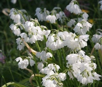 paradoxum var. normale