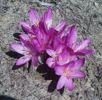 cilicicum purpureum