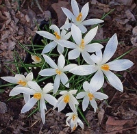 tommassinianus albus