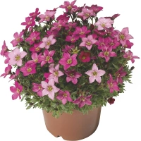 ALPINE EARLY CARNIVAL