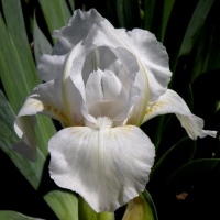 WHITE GEM