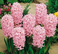 CHINA PINK