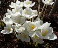 goulimyi MANNI WHITE