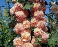 CHATERS DOUBLE APRICOT