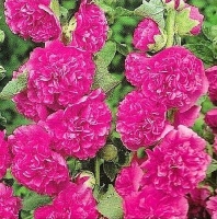 CHATERS DOUBLE PURPLE