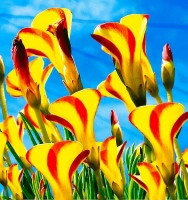 versicolor GOLDEN CAPE