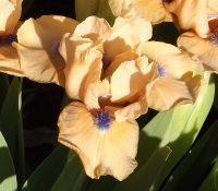 DECORUM