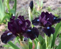 BLACK OLIVE