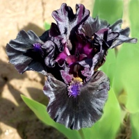 DARK MATTER