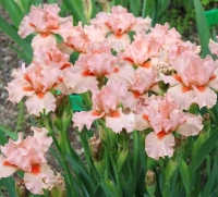 PORTLAND PINK